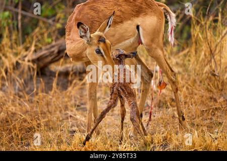 Fresque antilope Impala nouveau-né dans la nature. Jeune bébé animal ourson antilope avec mère dans la forêt, rivière Khwai, Botswana en Afrique. Nature sauvage. Banque D'Images