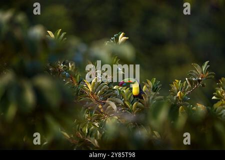 Faune du Mexique, tucan sur branche d'arbre. Toucan à bec de quille, Ramphastos sulfuratus, oiseau avec grand bec, assis sur la branche dans la forêt naturelle, Gree Banque D'Images