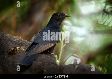 Coucou noir, Cuculus clamosus, oiseau assis sur l'arbre à Maun, Botswana. Coucou dans l'habitat naturel, faune africaine. Belle lumière dans la nature, Banque D'Images