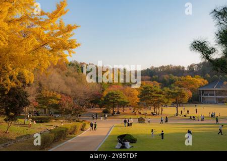 Une scène automnale avec des ginkgo dorés et un feuillage coloré, entourant les visiteurs qui profitent d'un après-midi paisible dans le parc. Banque D'Images