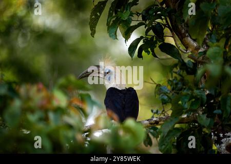 Portratit de l'oiseau bec de corne à couronne blanche, Berenicornis comatus, dans l'habitat de la junge de la forêt tropicale sombre. Oiseau avec crête blanche assis dans la branche, smal Banque D'Images