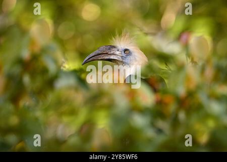 Portratit de l'oiseau bec de corne à couronne blanche, Berenicornis comatus, dans l'habitat de la junge de la forêt tropicale sombre. Oiseau avec crête blanche assis dans la branche, smal Banque D'Images