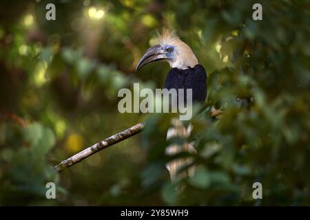 Portratit de l'oiseau bec de corne à couronne blanche, Berenicornis comatus, dans l'habitat de la junge de la forêt tropicale sombre. Oiseau avec crête blanche assis dans la branche, smal Banque D'Images