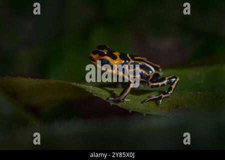 Ranitomeya summersi 'réticulé, petite grenouille tineuse sur la feuille verte dans l'habitat de la forêt naturelle. Summers poison grenouille de junge humide, San Martin, Cor Banque D'Images