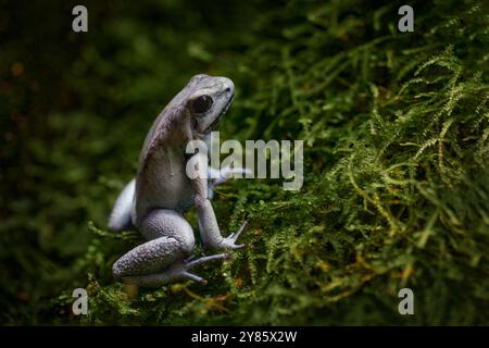 Grenouille poison à pattes noires, Phyllobates bicolor, dans l'habitat naturel de la forêt de mousse, Manizales, Colombie. Grenouille de junge tropique, gros plan macro. Banque D'Images