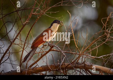 Coucal à queue copéry, Centropus cupreicaudus, espèce de couckoo de la famille des Cuculidae, assis dans l'herbe en nature sauvage. Coucal de gros oiseaux dans le Banque D'Images