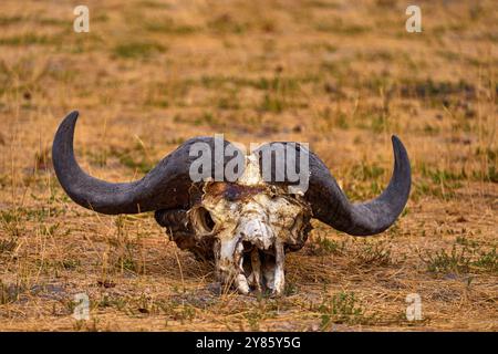 Tête de crâne de squelette de buffle, saison sèche en Afrique, rivière Khwai, Moremi à Botswna, faune africaine. African Buffalo, Cyncerus cafer, debout sur le th Banque D'Images