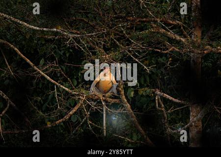 Singe proboscis, Nasalis larvatus, dans l'habitat naturel, Bako NP à Bornéo, Malaisie. Singe orange avec gros museau de nez, assis sur l'arbre, tropique Banque D'Images