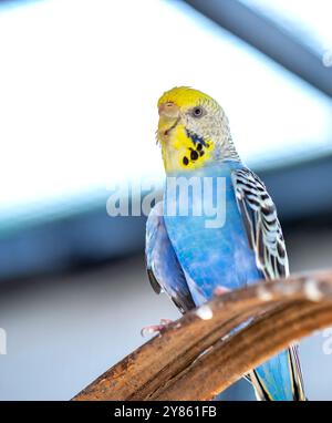 Beau jeune homme heureux Blue Budgie Mauve Budgie perché sur une branche d'arbre chantant et jouant Banque D'Images