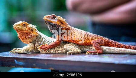 Dragon Hypo barbu gros plan sur fond de nature, vue latérale Dragon Red Hypo barbu sur bois Banque D'Images