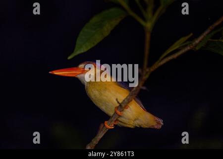 kingfisher nain à dos roux, Ceyx rufidorsa, petit oiseau coloré dans l'habitat de la forêt naturelle. Kingfisher dans la végétation gren. Kingfisher de Banque D'Images