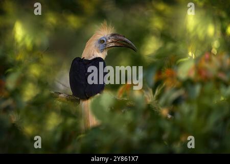 Portratit de l'oiseau bec de corne à couronne blanche, Berenicornis comatus, dans l'habitat de la junge de la forêt tropicale sombre. Oiseau avec crête blanche assis dans la branche, smal Banque D'Images