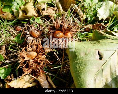 Corylus colurna noix tombées sur le sol dans involucre, septembre et thèmes d'automne dans le jardin. Noisettes dans les prairies Banque D'Images