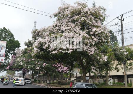 Crédit obligatoire : photo de Dasril Roszandi/ZUMA Press Wire/Shutterstock (14754840i)Un certain nombre d'arbres Tabebuya (Handroanthus chrysotrichus) ont fleuri sur le bord de la route de la ville de Magelang, au centre de Java, le 1er octobre 2024. Tabebuya (Handroanthus chrysotrichus), ou arbre de trompette, est un type de plante originaire du Brésil et est un grand arbre. Les arbres Tabebuya fleurissent deux fois par an à proximité en raison de l'influence des saisons sèches et pluvieuses, mais les fleurs qui fleurissent ne durent que 10 jours après cette chute dans le vent, de nombreux résidents l'utilisent pour prendre des selfies près des arbres Tabebuya Un certain nombre d'arbres Tabebuya Banque D'Images