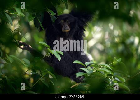 Siamang, Symphalangus syndactylus, gros singe noir assis dans l'habitat naturel, végétation sombre de forêt de Gree. Gibbon de Malaisie et Sumantra en AS Banque D'Images