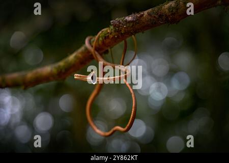 Oxybelis koehleri, serpent de vigne de Köhler, vipère ressemble à du lacet. Snek élancé avec museau à bouche ouverte. Reptile en colère dans l'habitat naturel, Gree foncé Banque D'Images