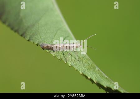 Gros plan Diamondback Moth, choux Moth (Plutella xylostella) sur une feuille. Famille Plutellidae. Jardin hollandais, Autmn, octobre. Banque D'Images