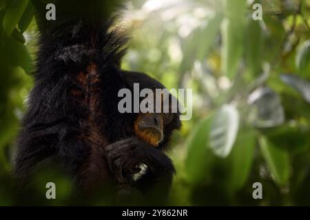 Siamang, Symphalangus syndactylus, gros singe noir assis dans l'habitat naturel, végétation sombre de forêt de Gree. Gibbon de Malaisie et d'Indonésie dans Un Banque D'Images