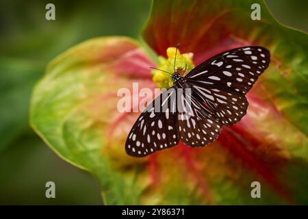 Papillon tigre bleu foncé, Tirumala septentrionis, bel insecte dans la forêt tropicale. Butterfy assis sur la feuille de fleur rouge, Bornéo, Malaisie. W Banque D'Images