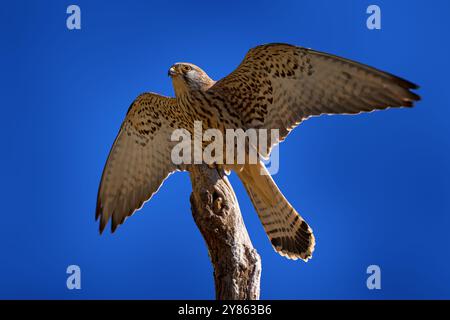 Petite crécerelle, Falco naumanni, petit oiseau faucon avec ailes ouvertes sur la branche du tronc de l'arbre et ciel bleu. Oiseau de Chine et de Mongolie, nature sauvage Banque D'Images