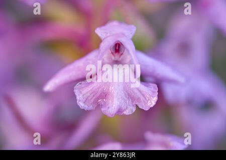 Détail rose orchidée sauvage. Boom des fleurs dans la nature. Gymnadenia conopsea, orchidée parfumée commune, orchidée sauvage terrestre européenne à fleurs roses dans la nature Banque D'Images