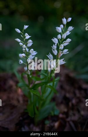 Cephalanthera longifolia, Helleborine à feuilles d'épée, orchidée blanche dans la forêt sombre, bile Karpaty, République tchèque. Fleurs sauvages fleurissent dans la nature, ou Banque D'Images