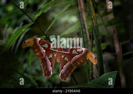Atlas géant Moth-Aka, habitat de l'atlas Attacus. Papillon assis sur la feuille verte dans l'habitat naturel. Gros papillon dans la forêt tropicale, Inde sauvage Banque D'Images