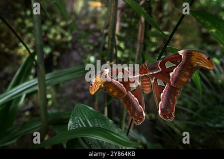 Atlas géant Moth-Aka, habitat de l'atlas Attacus. Papillon assis sur la feuille verte dans l'habitat naturel. Gros papillon dans la forêt tropicale, Inde sauvage Banque D'Images