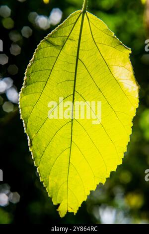 Feuille de mûrier à papier ( Broussonetia papyrifera ) dans la forêt de Mabira - Ouganda Banque D'Images