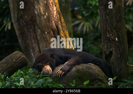 Ours de soleil dormant, Helarctos malayanus, bel animal dangereux de la forêt tropicale asiatique. Portrait de l'ours du soleil malais dans la nature verte habita Banque D'Images