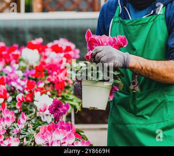 Jardinier masculin portant des gants tenant un cyclamen dans une serre, entouré de fleurs colorées Banque D'Images