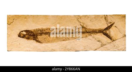 Impint fossile de poissons préhistoriques en pierre isolé sur fond blanc Banque D'Images