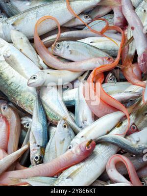 Gros tas de poissons fraîchement pêchés couchés les uns sur les autres au marché aux poissons, prêts à être vendus Banque D'Images