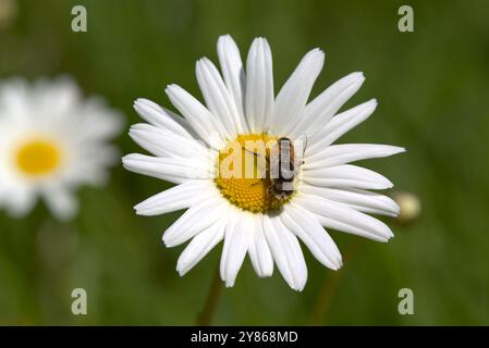 Eristalis arbustorum (drone-fly) se nourrissant de Marguerite de bœuf. Banque D'Images