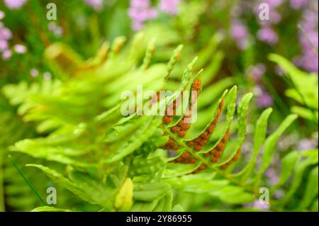 Gros plan d'une fougère (Polypodium vulgare) montrant la sous-face du pimply avec des spores poussant à l'état sauvage sur une île de Telemark, Norvège. Banque D'Images