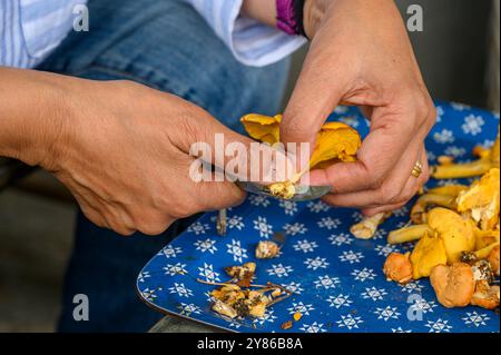 Femme nettoie les champignons chanterelles fraîchement cueillis avec un couteau à champignons. Banque D'Images