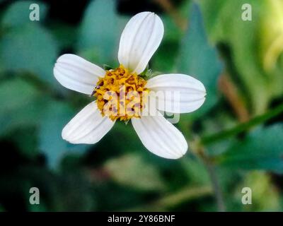 Fleurs d'aiguilles espagnoles ( Bidens pilosa ) Banque D'Images