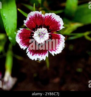 Fleur douce de William ( Dianthus barbatus ) - Ouganda Banque D'Images