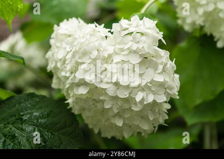 Fleur blanche sélective de Hydrangea Arborescens dans le jardin avec des feuilles vertes. L'hortensia lisse est une espèce de plante à fleurs de la famille Banque D'Images