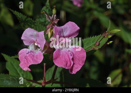 Baume de l'Himalaya (impatiens glandulifera), pays de Galles Banque D'Images
