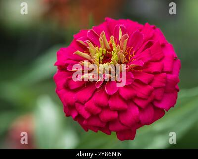 Gros plan de rouge violet isolé avec étamine jaune zinnia elegans fleur fleurissant à l'extérieur dans le jardin Banque D'Images