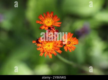 Berger, renard et oursons, pinceau du Diable ou Grim-the-collier, Pilosella aurantiaca, Asteraceae. Hertfordshire, Royaume-Uni. Banque D'Images