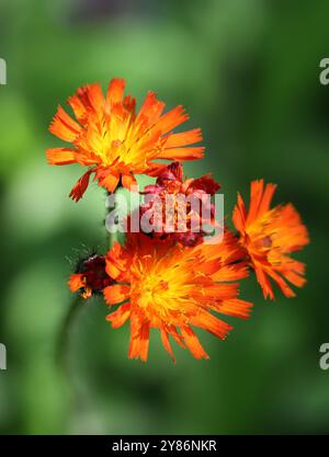 Berger, renard et oursons, pinceau du Diable ou Grim-the-collier, Pilosella aurantiaca, Asteraceae. Hertfordshire, Royaume-Uni. Banque D'Images