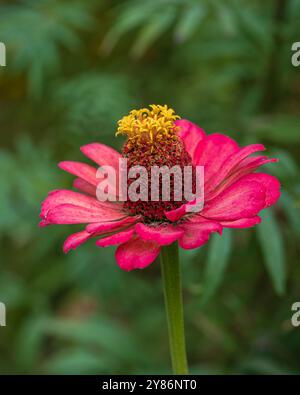 Vue rapprochée de fleurs isolées de zinnia elegans rouge rose fleurissant à l'extérieur dans le jardin Banque D'Images