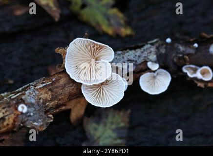 Graminées Oysterling, Crepidotus epibryus, Crepidotaceae. Crepidotus epibryus est une espèce commune de champignons saprophytes de la famille des Crepidotaceae. Banque D'Images