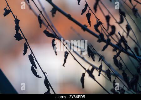 Vue de la silhouette de branches avec des feuilles dessus sur un fond rougeâtre en novembre 2019, Cologne Banque D'Images