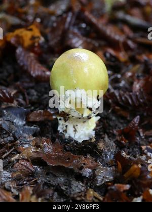 Champignon Deathcap, Amanita phalloides, Amanitaceae. Dans Beech Litter, Hertfordshire. Hautement toxique. Banque D'Images