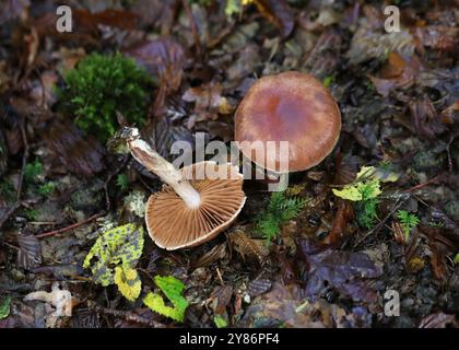 Poisonpie voilée, Hebeloma mesophaeum, Hymenogastraceae. Hebeloma mesophaeum est une espèce de champignon de la famille des Hymenogastraceae. Banque D'Images