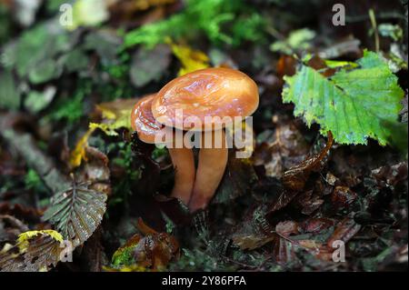 Bolete de Greville, Larch Bolete ou Tamarack Jack, Suillus grevillei, Suillaceae. Bricket Wood, Hertfordhire, Royaume-Uni. Banque D'Images