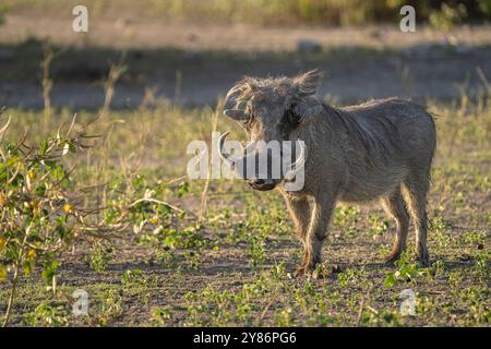 Phacochère (Phacochoerus africanus) seul animal avec de grandes défenses face à la caméra, vue de face. Parc national de Chobe, Botswana, Afrique Banque D'Images